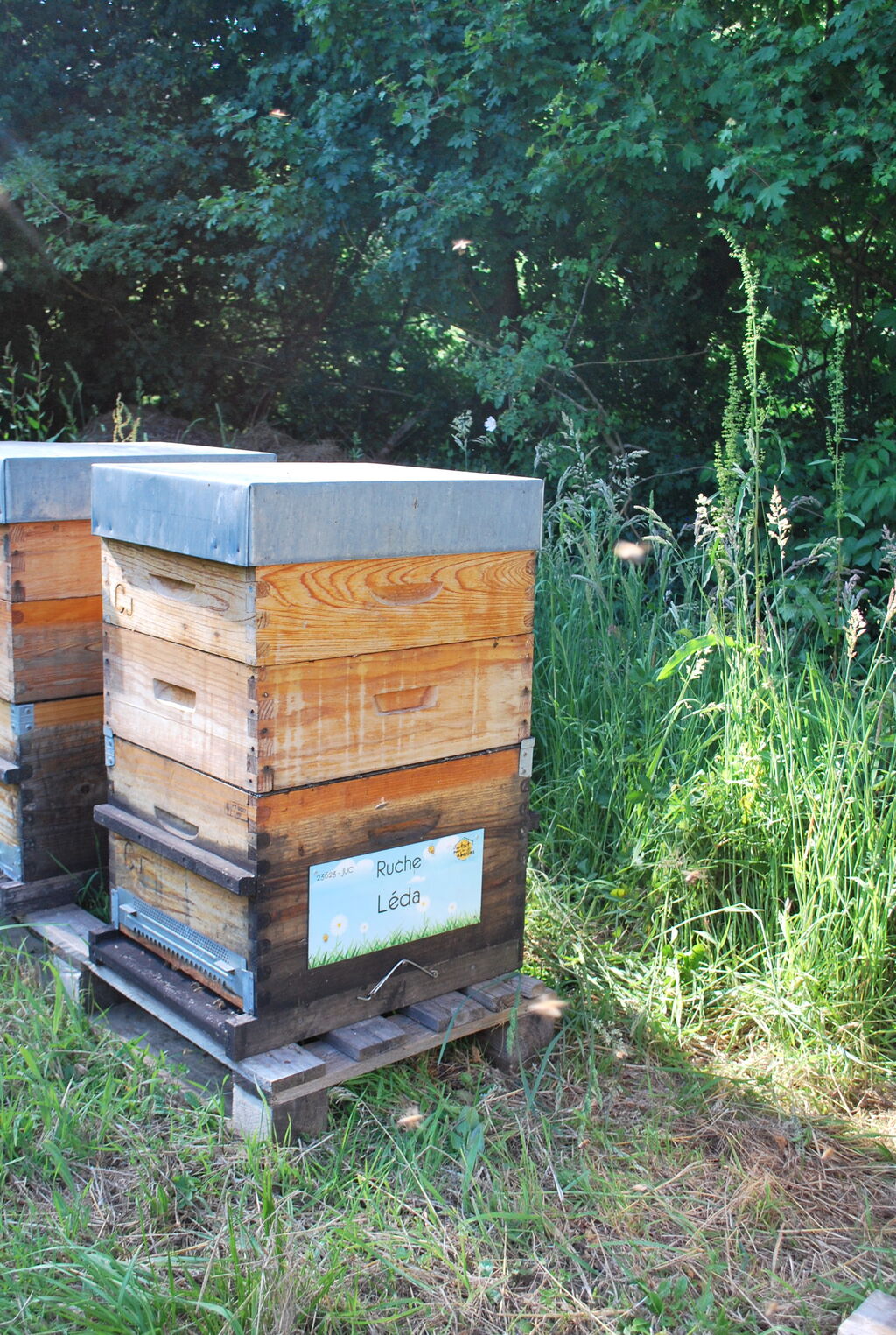 La ruche Léda