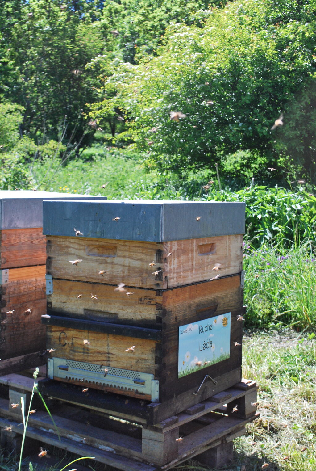 La ruche Léda