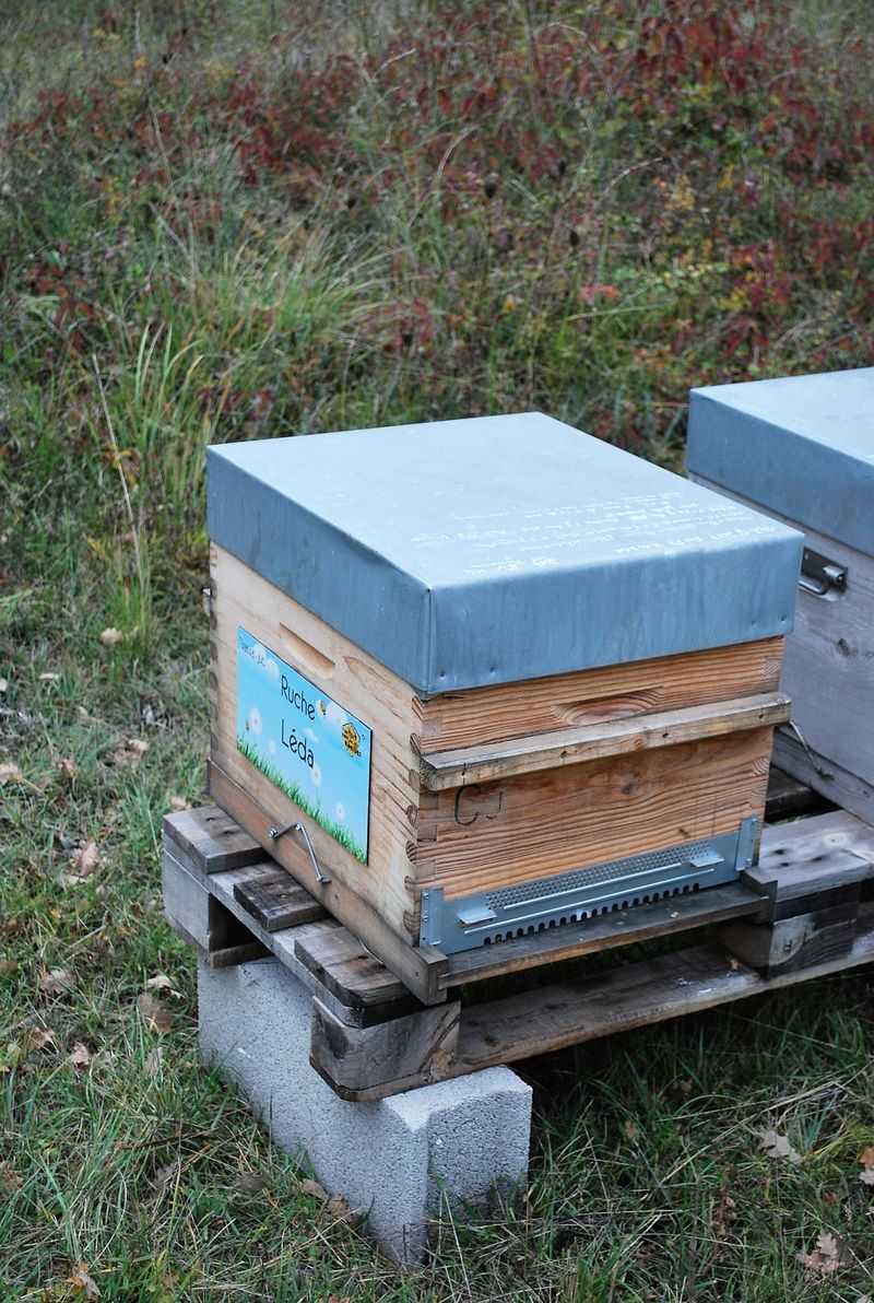 La ruche Léda