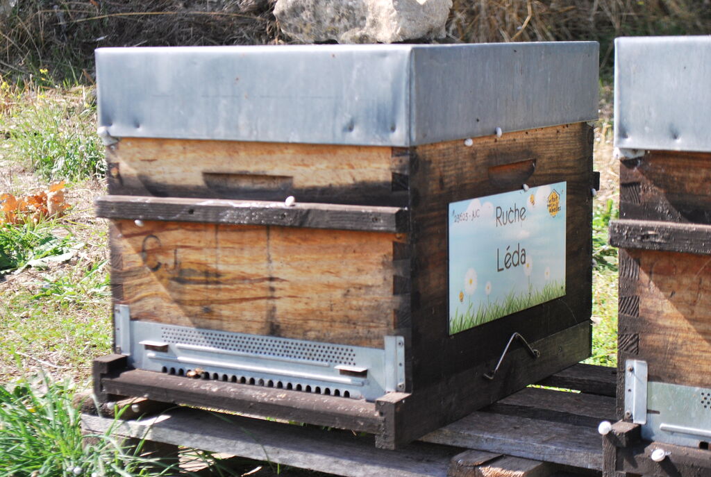 La ruche Léda