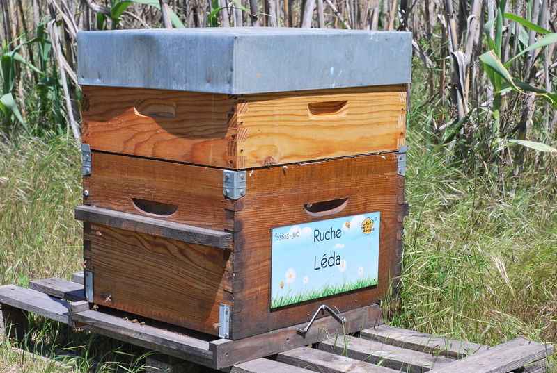 La ruche Léda