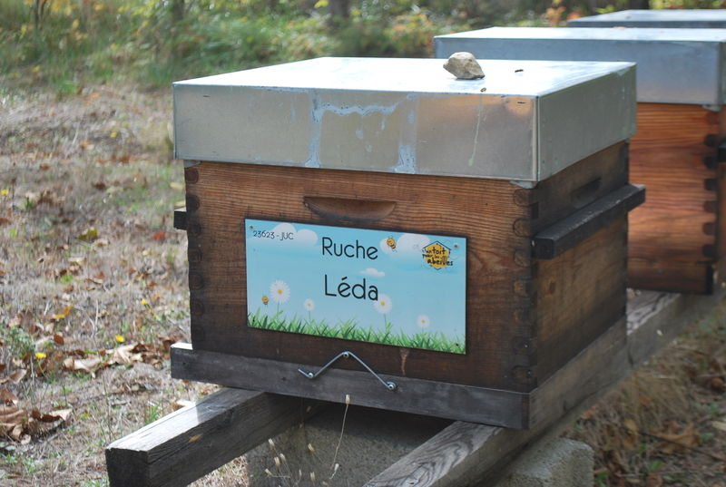 La ruche Léda
