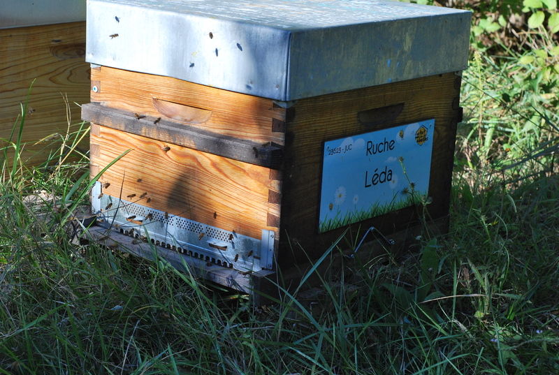 La ruche Léda