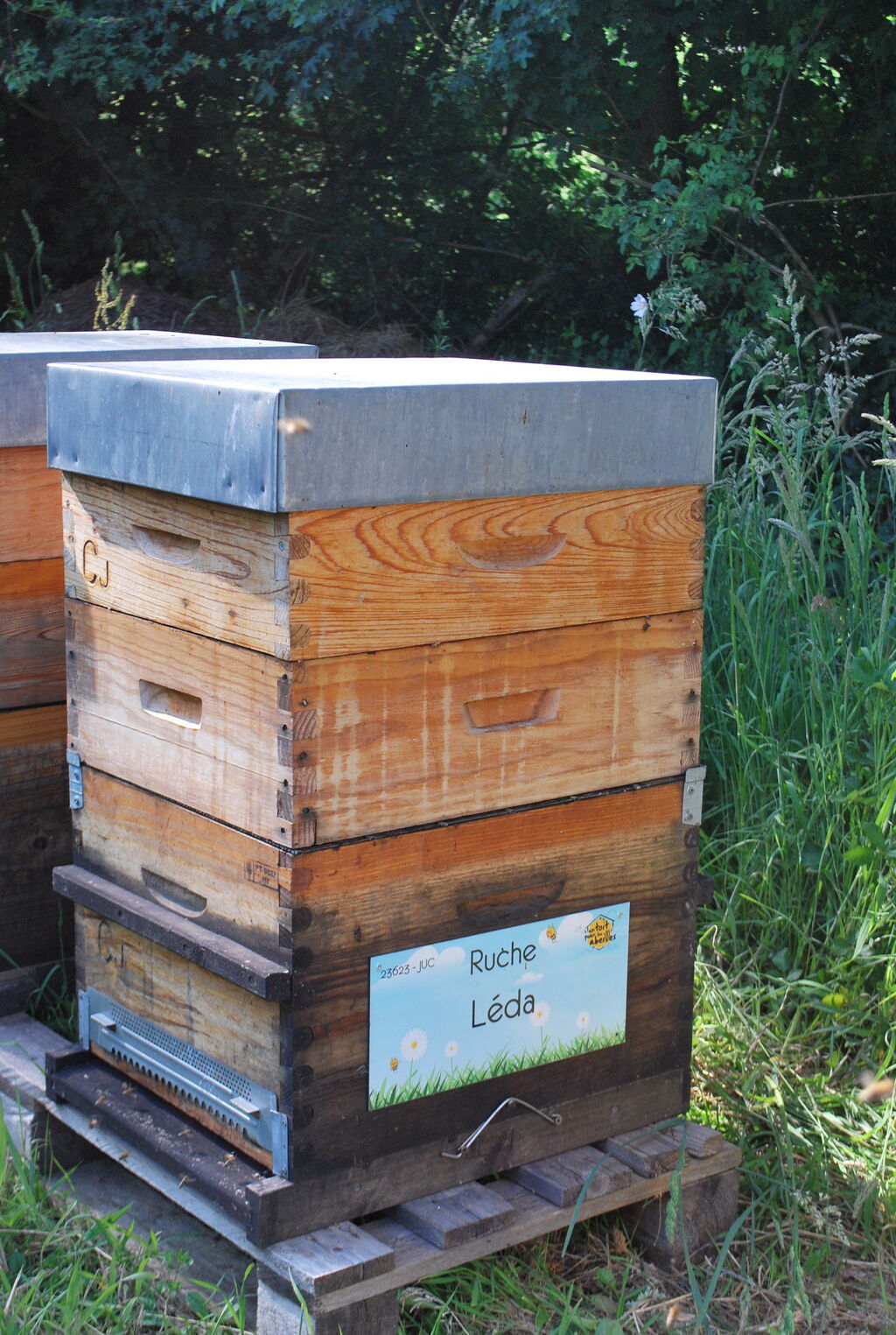 La ruche Léda