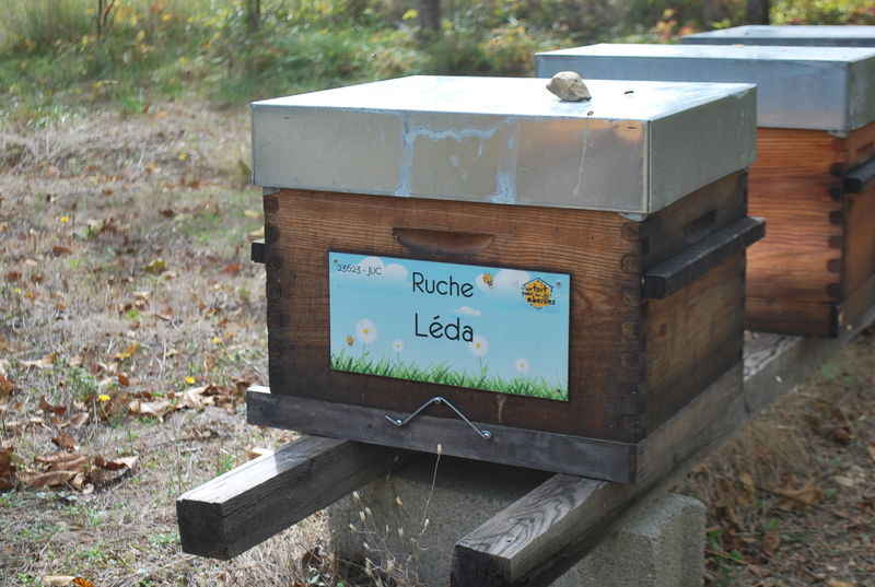 La ruche Léda