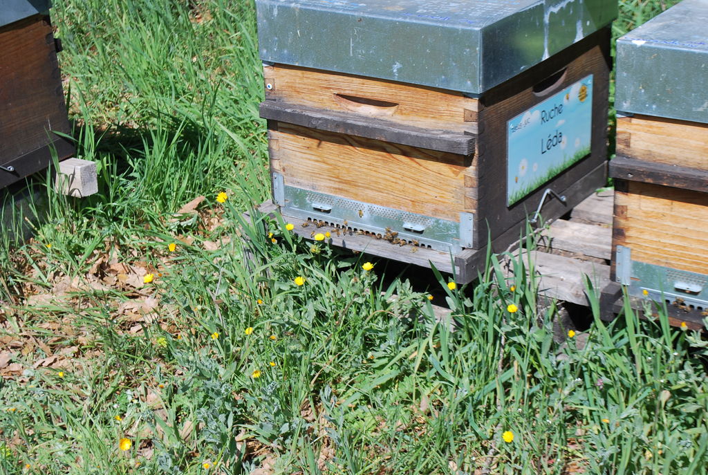 La ruche Léda