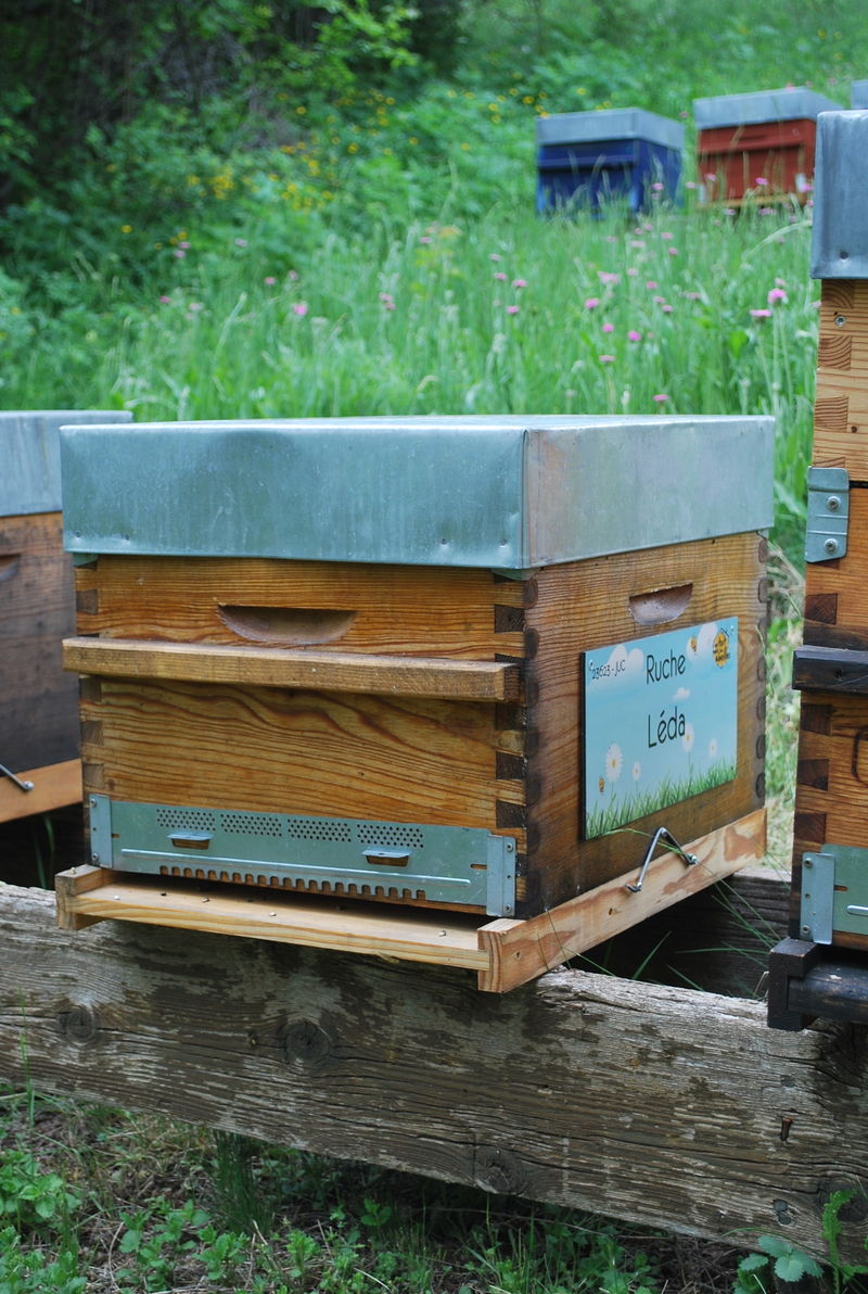 La ruche Léda