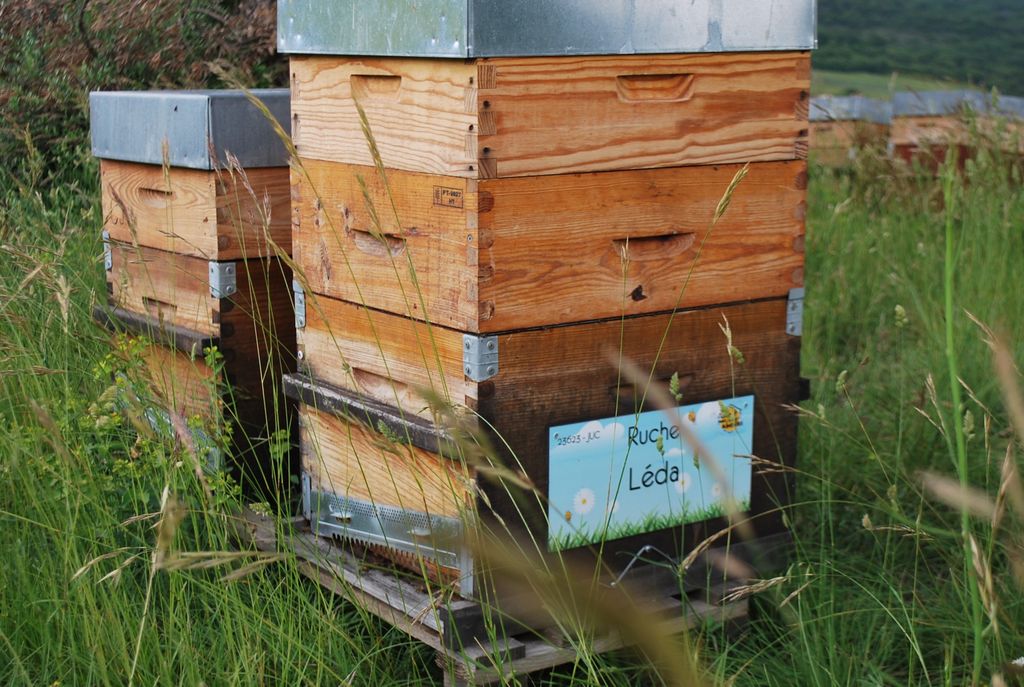La ruche Léda
