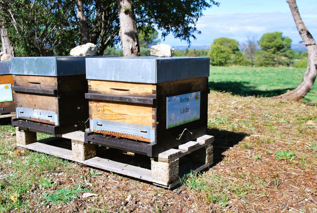 La ruche Léda