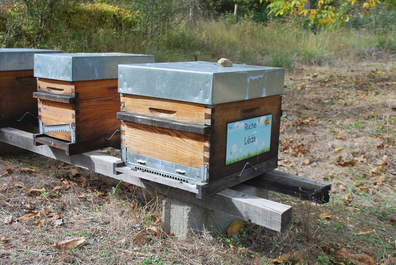 La ruche Léda