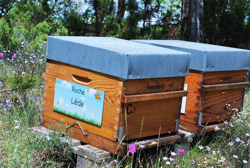 La ruche Léda