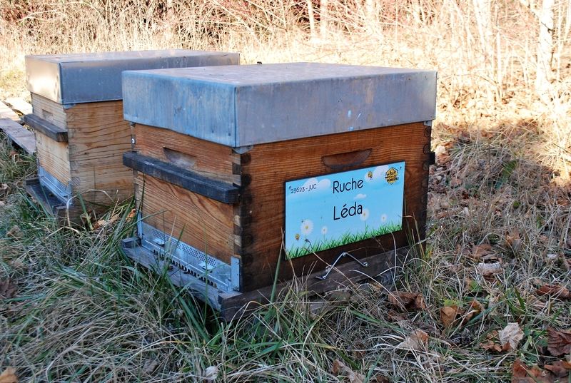 La ruche Léda