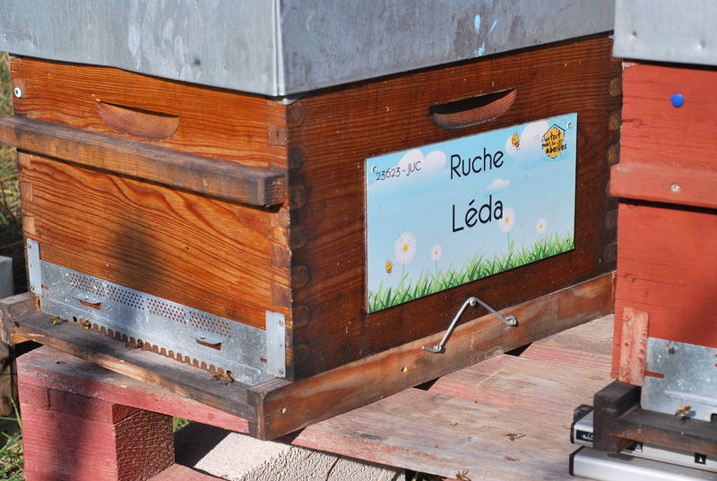La ruche Léda