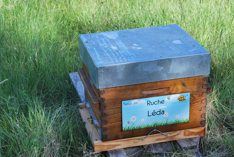 La ruche Léda