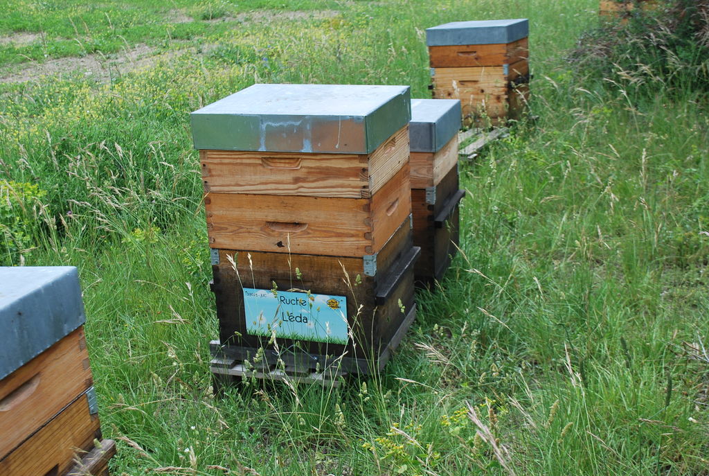 La ruche Léda