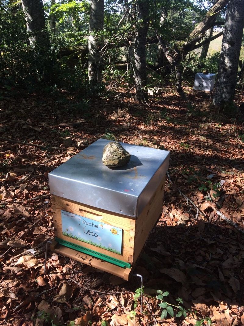 La ruche Léto