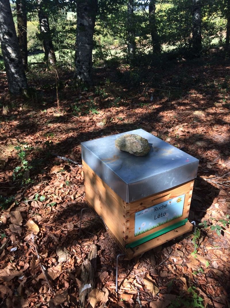 La ruche Léto