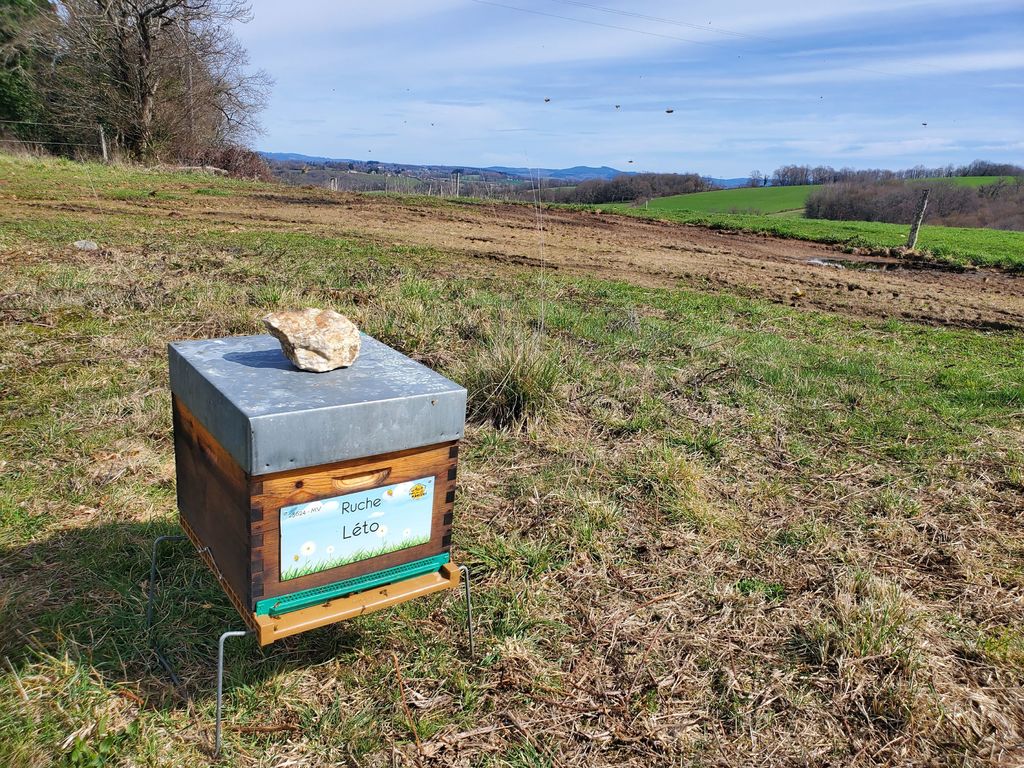 La ruche Léto
