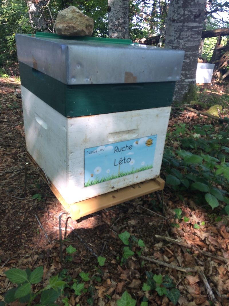 La ruche Léto