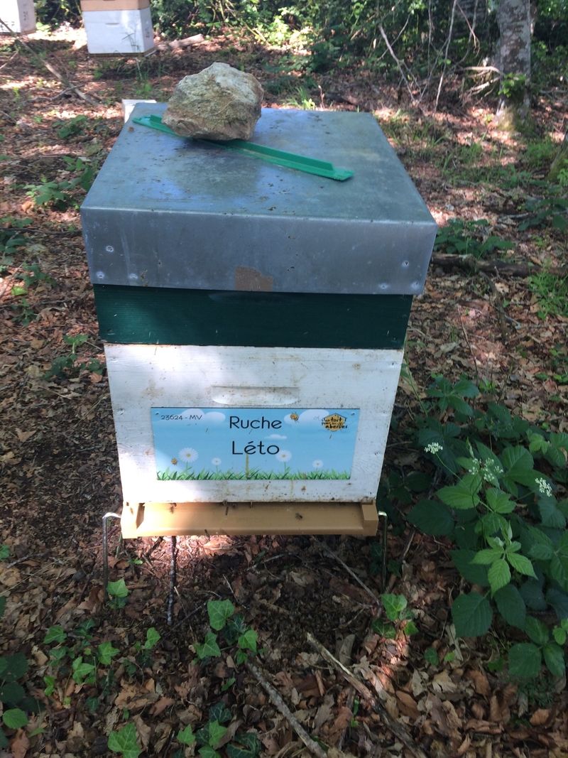 La ruche Léto
