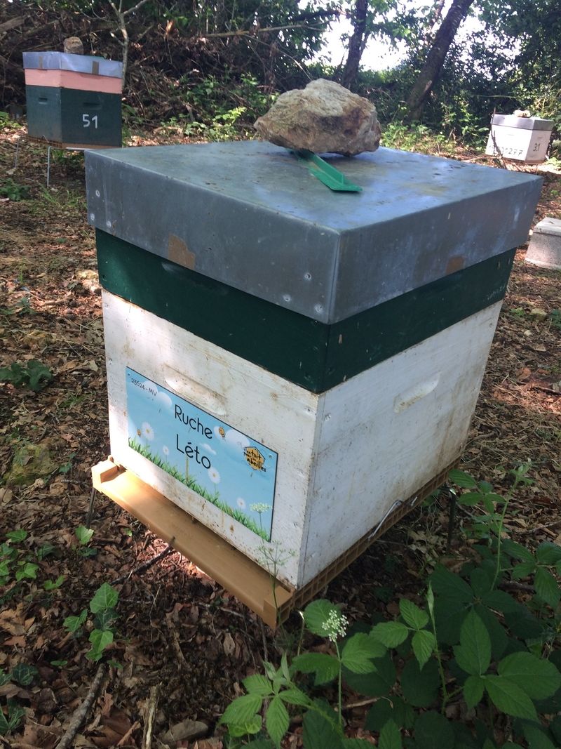 La ruche Léto