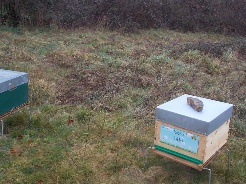 La ruche Léto