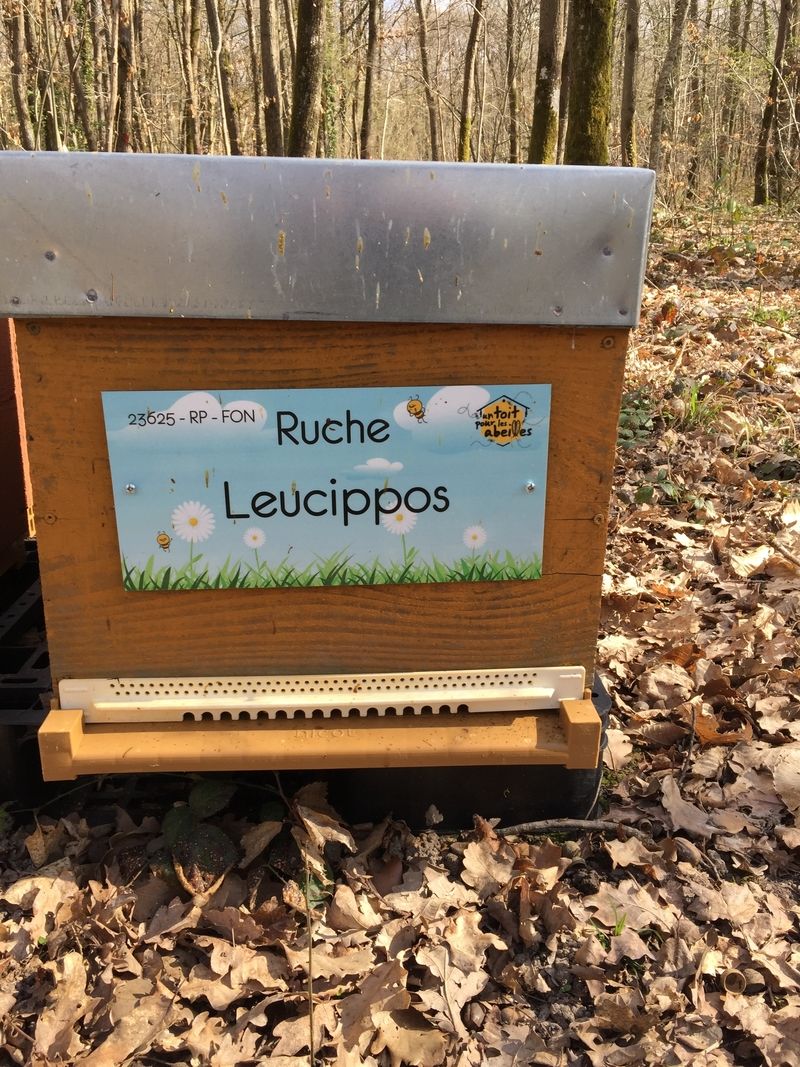 La ruche Leucippos
