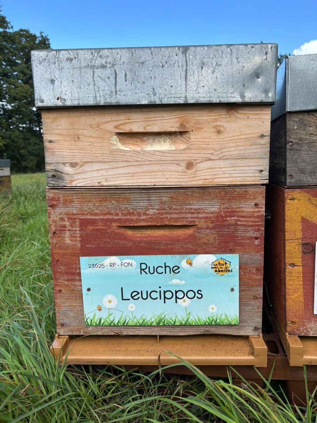 La ruche Leucippos