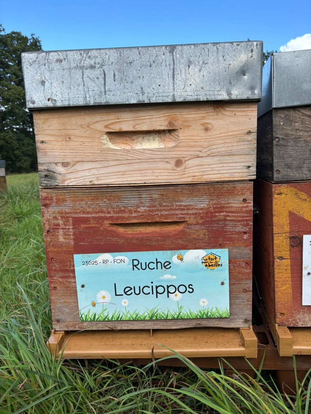 La ruche Leucippos