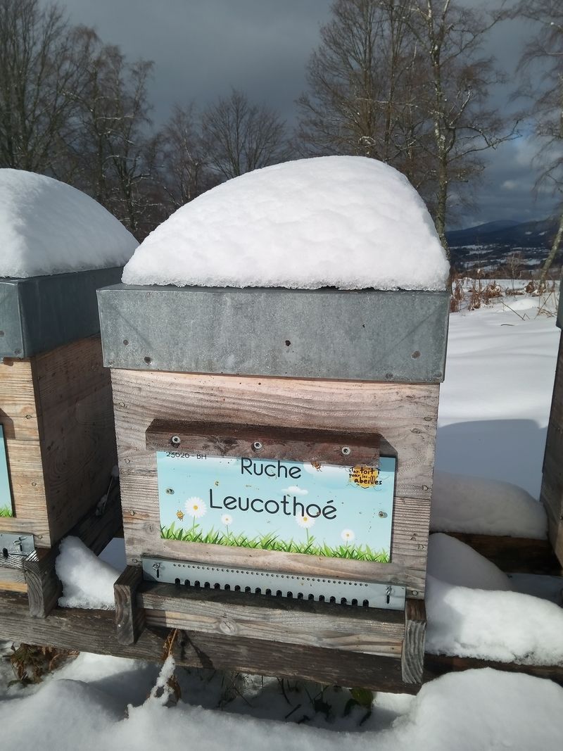 La ruche Leucothoé