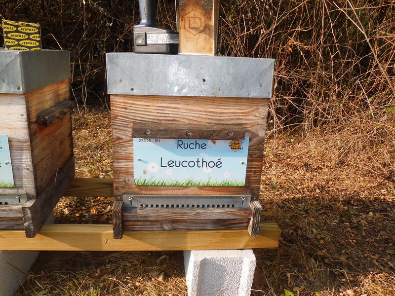 La ruche