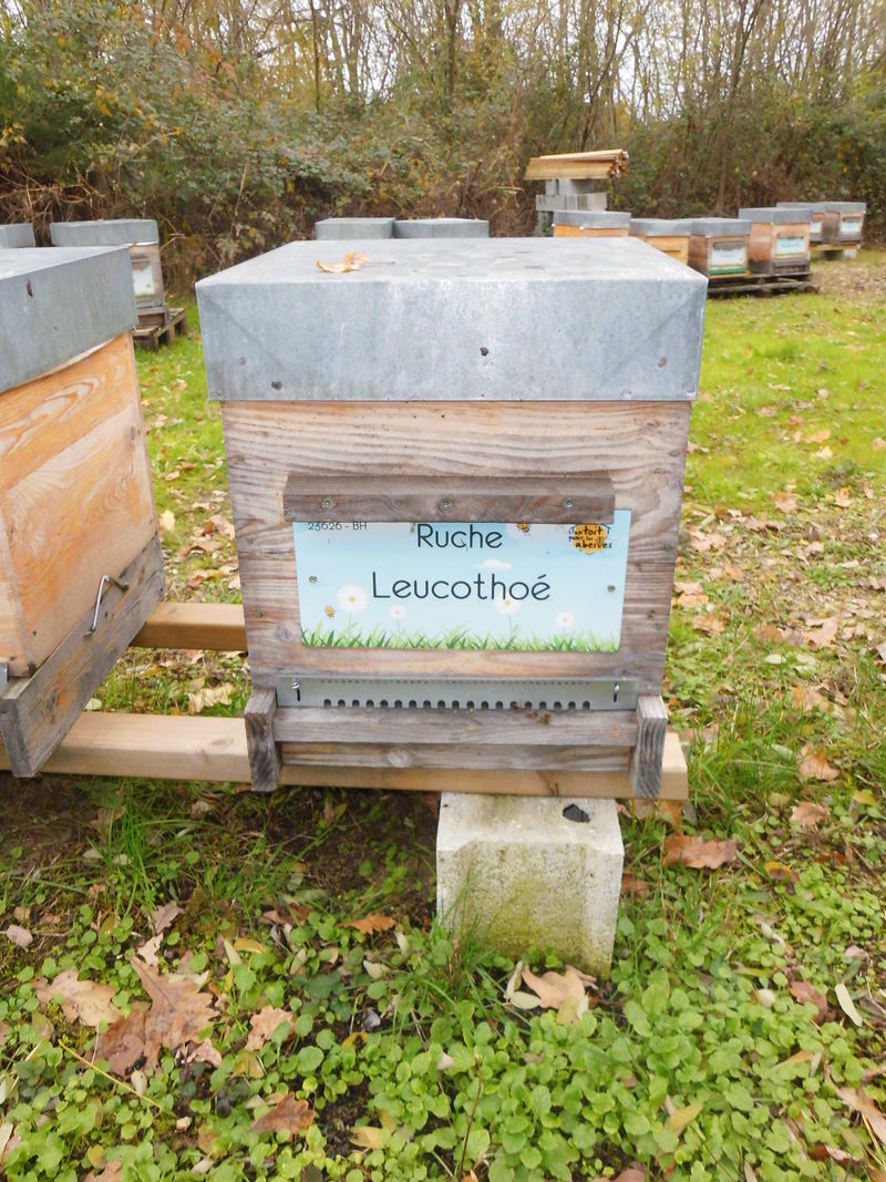 La ruche Leucothoé