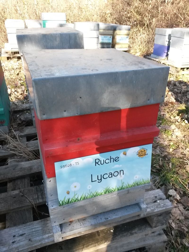 La ruche