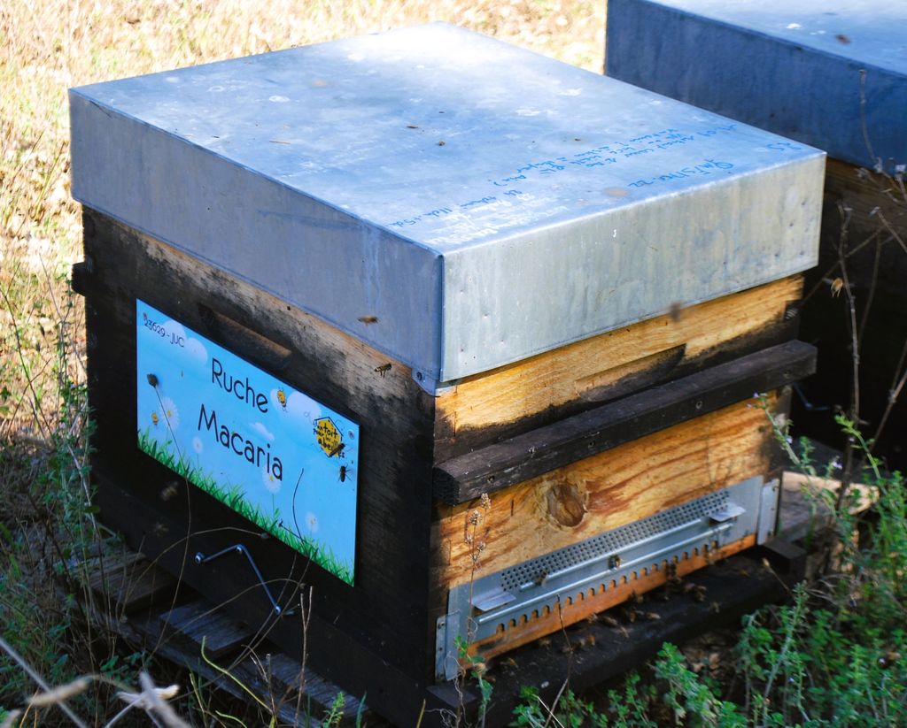 La ruche Macaria