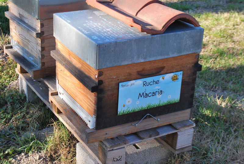 La ruche Macaria
