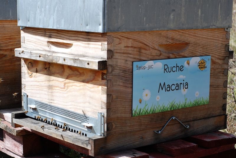 La ruche Macaria