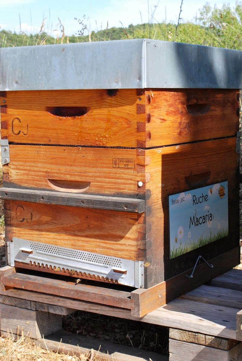 La ruche Macaria