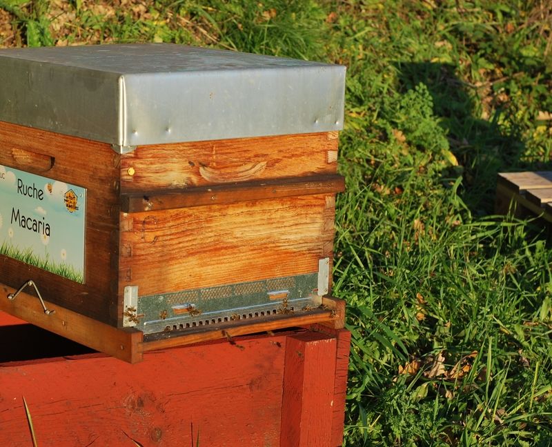 La ruche Macaria