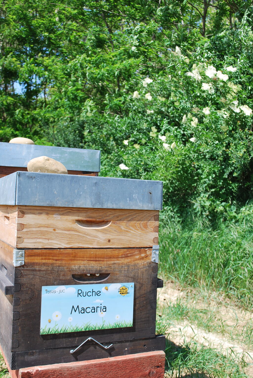 La ruche Macaria