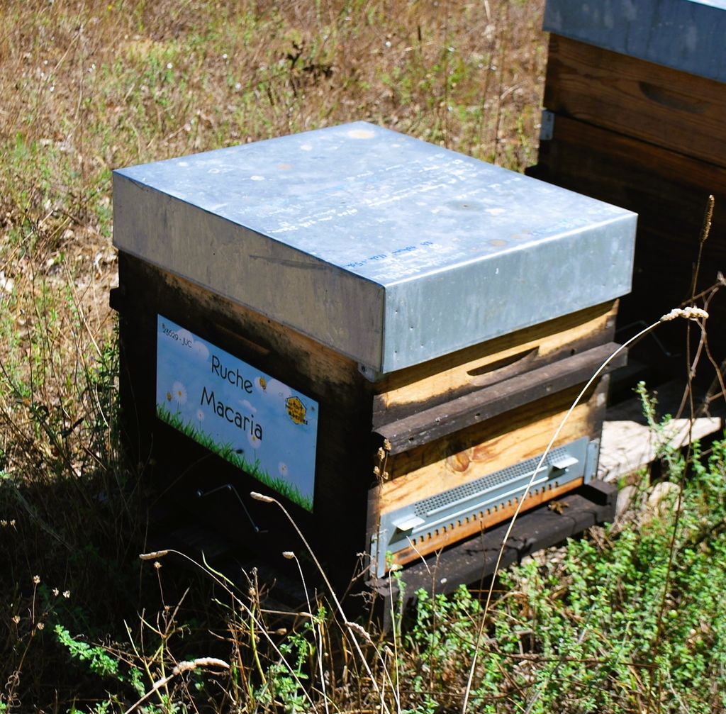 La ruche Macaria