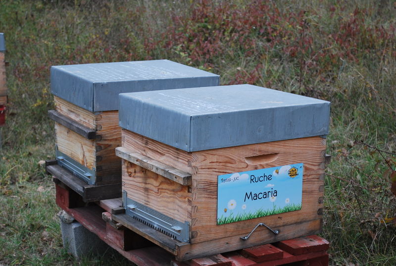 La ruche Macaria