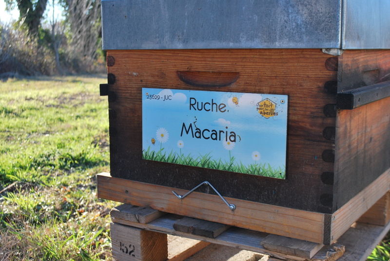La ruche Macaria