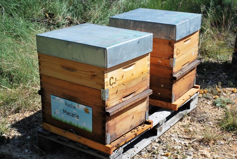 La ruche Macaria