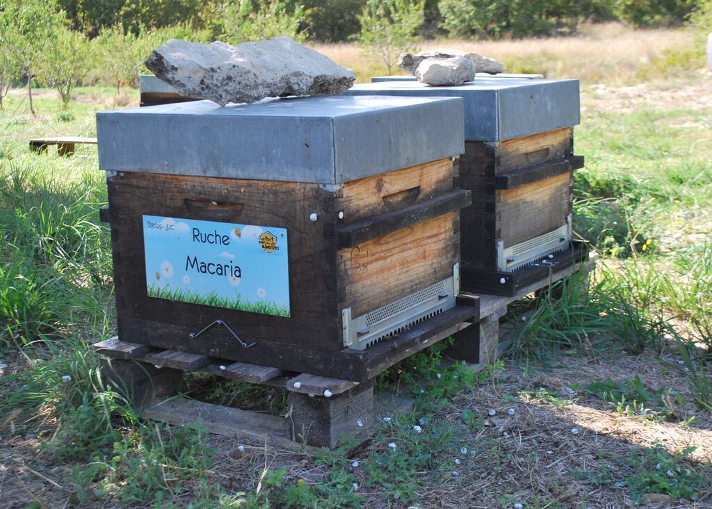La ruche Macaria
