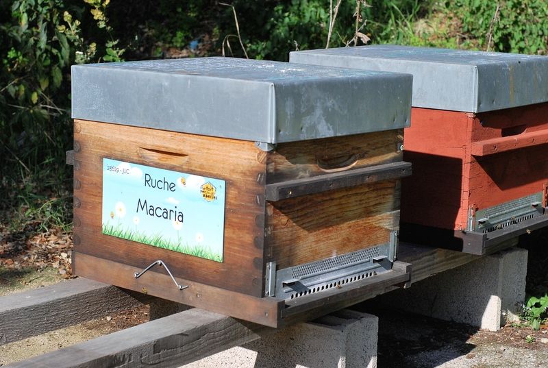 La ruche Macaria