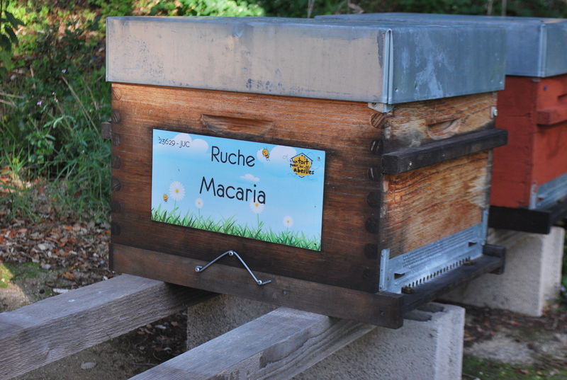 La ruche Macaria