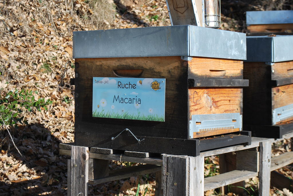 La ruche Macaria