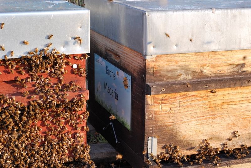 La ruche Macaria