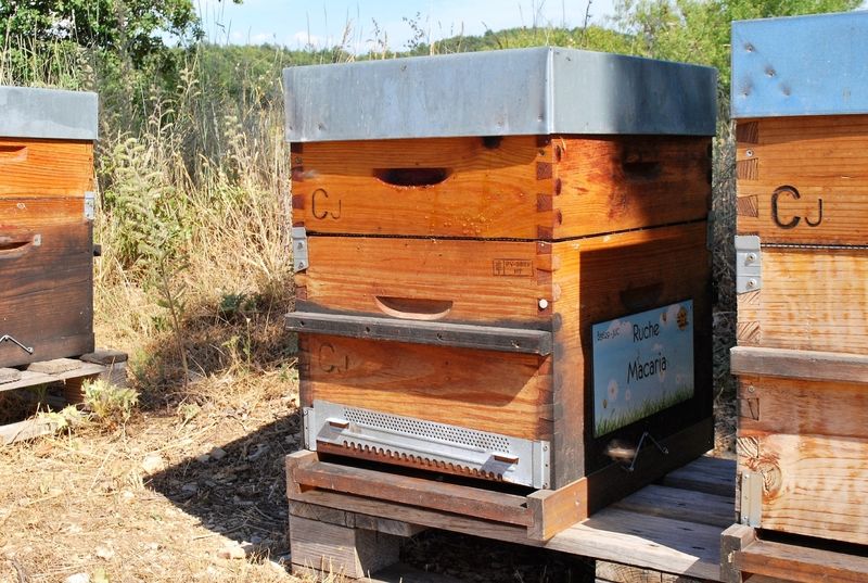 La ruche Macaria
