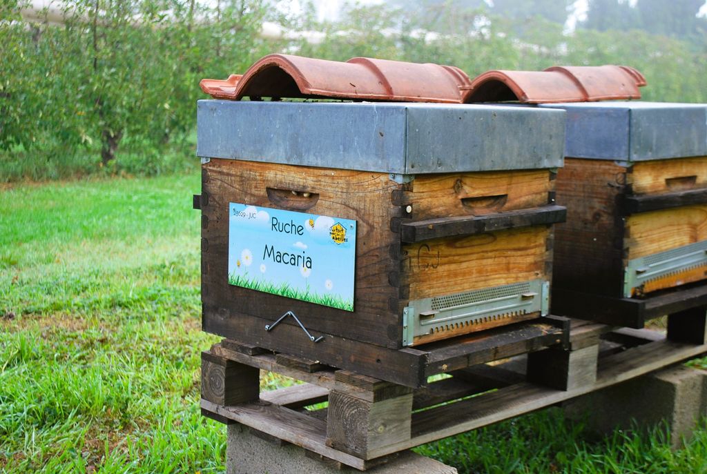La ruche Macaria